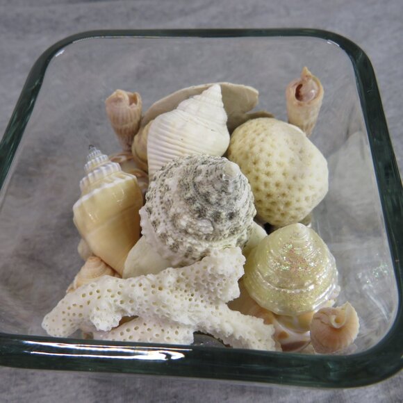 REAL Sea Shells in a Glass Square Vase and sand #5 - Picture 8 of 9